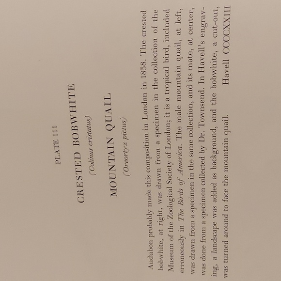 Crested Bobwhite, Mountain Quail, Cr.Auklet, Ancient Murrelet, Least A.,Rhino.A - Picture 2 of 6